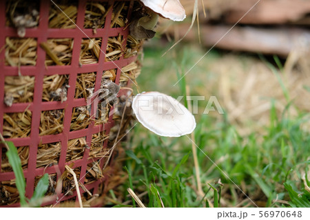 straw mushroom growing in farm 56970648