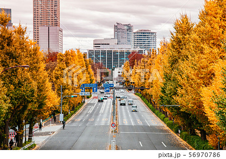 Tokyo yellow ginkgo tree along Gaien Higashi Dori Tokyo yellow ginkgo tree along Gaien Higashi Dori 56970786