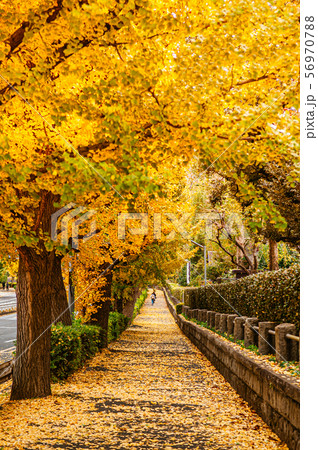 Tokyo yellow ginkgo tree street near Jingu gaien 56970788