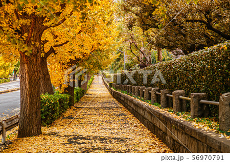 Tokyo yellow ginkgo tree street near Jingu gaien 56970791