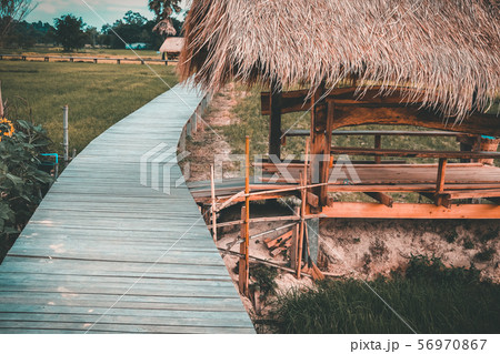 wooden bridge footbridge walkway pathway along rice paddy field wooden bridge footbridge walkway pathway along rice paddy field 56970867