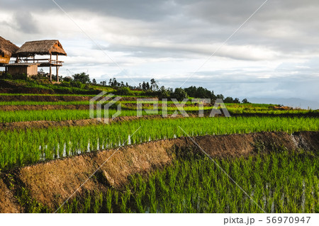 rice terrace paddy field on mountain rice terrace paddy field on mountain 56970947