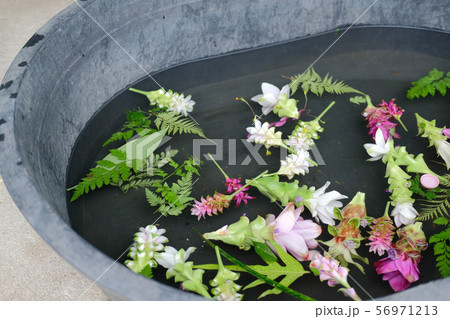 siam tulip flower for arrangement in shop. florist workplace siam tulip flower for arrangement in shop. florist workplace 56971213