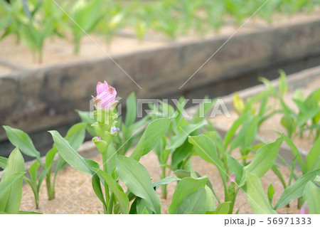siam tulip flower garden field 56971333