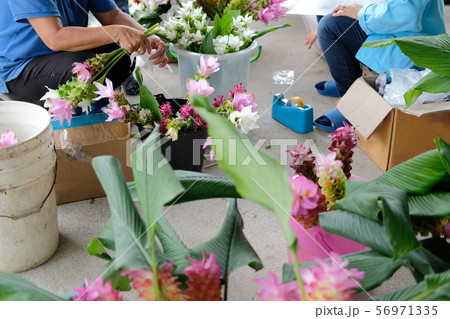 siam tulip flower for arrangement in shop. florist workplace 56971335