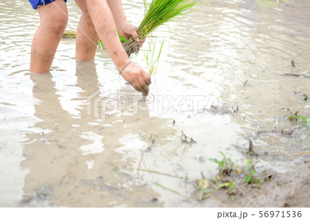 farmer growing rice in paddy field, people planting seedling farmer growing rice in paddy field, people planting seedling 56971536