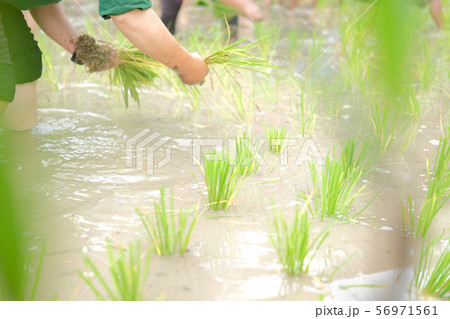 farmer growing rice in paddy field, people planting seedling farmer growing rice in paddy field, people planting seedling 56971561