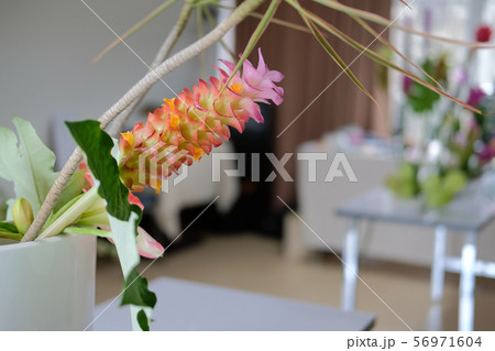 siam tulip flower arrangement in japanese ikebana 56971604