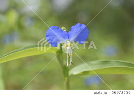 ツユクサ ツユクサ 56972556