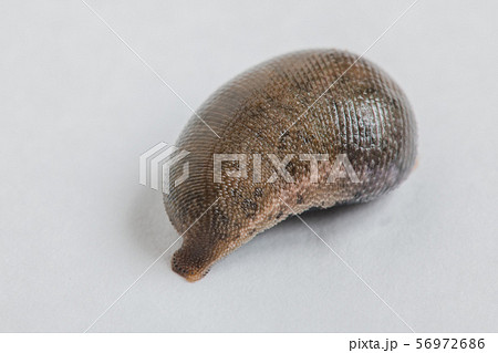 ヒル、蛭, 雌雄同株, 無脊椎動物,寄生虫, 中薬,   56972686