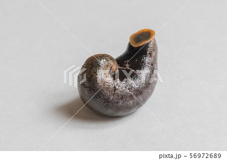 ヒル 蛭 雌雄同株 無脊椎動物 寄生虫 中薬 の写真素材 ヒル 蛭 雌雄同株 無脊椎動物 寄生虫 中薬 の写真素材