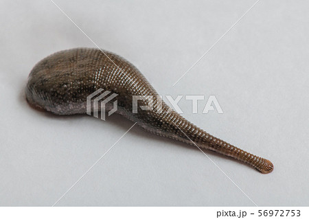 ヒル 蛭 雌雄同株 無脊椎動物 寄生虫 中薬 の写真素材