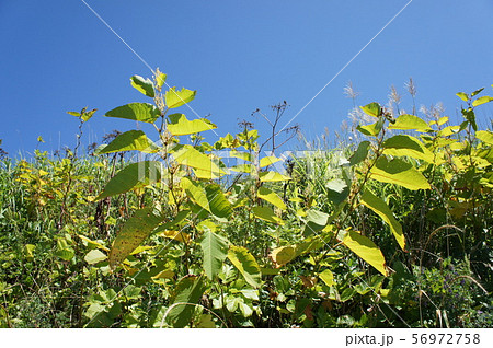青空とイタドリ 56972758