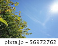 太陽とイタドリ 56972762