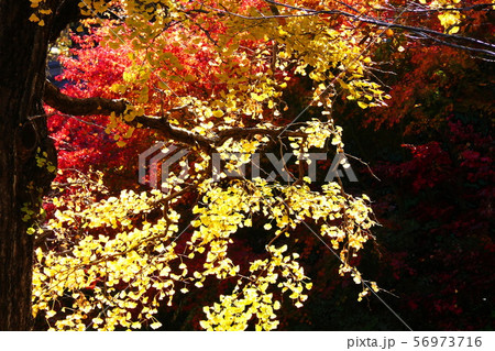 秋の印象 56973716