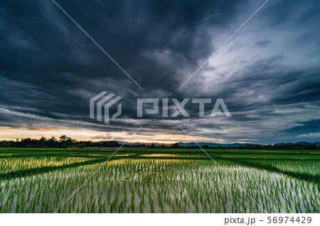 Natural scenic beautiful field sunset and storm Natural scenic beautiful field sunset and storm 56974429