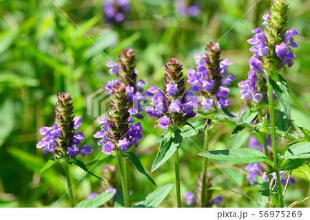 カゴソウ 56975269