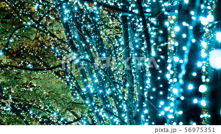 イルミネーション (丸の内) イルミネーション (丸の内) 56975351