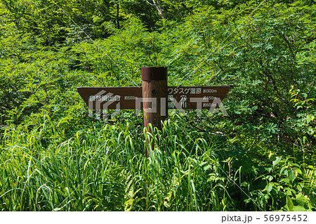 栂池自然園：道標　　　　　　　　　　　北安曇郡小谷村 56975452