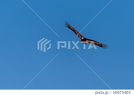 White-headed Vulture in Flight over Etosha White-headed Vulture in Flight over Etosha 56975903