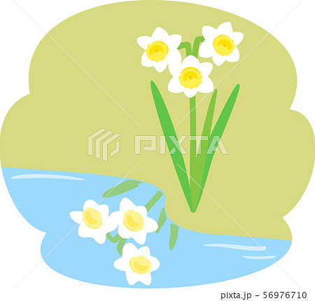 水仙と水面に映る水仙 56976710