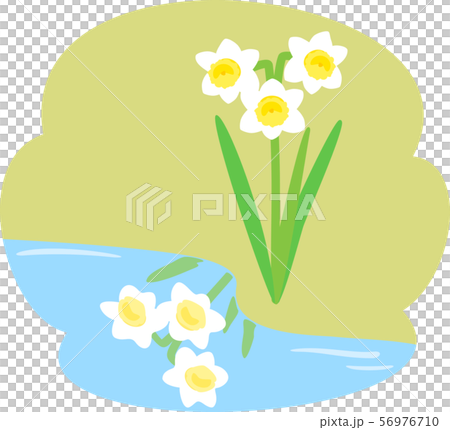 水仙と水面に映る水仙 56976710