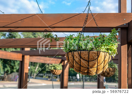 Beautiful flowers planted in hanged flower pot on Beautiful flowers planted in hanged flower pot on 56976722