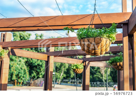 Beautiful flowers planted in hanged flower pot on Beautiful flowers planted in hanged flower pot on 56976723