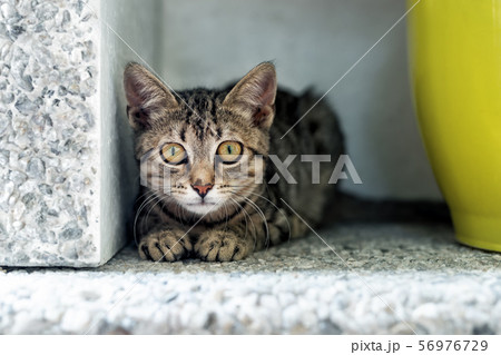 Cute adorable funny small tabby kitten sitting in Cute adorable funny small tabby kitten sitting in 56976729