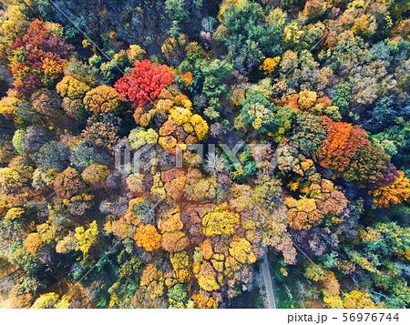 Autumn forest aerial view. Multicolored fall trees 56976744