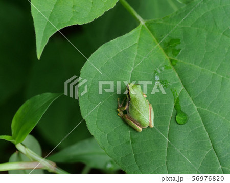 ニホンアマガエル ニホンアマガエル 56976820