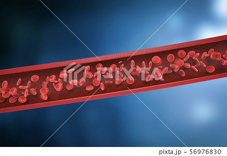 red blood cells in vein 56976830