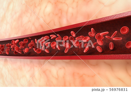 red blood cells in vein 56976831