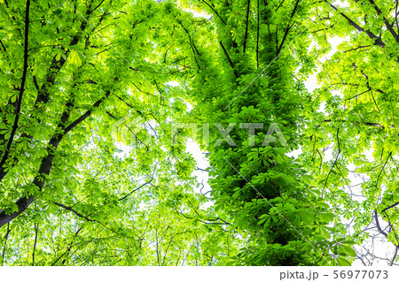 Overgrown chestnut tree trunk in city park or Overgrown chestnut tree trunk in city park or 56977073