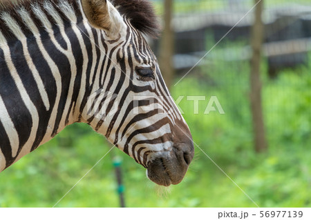 グラントシマウマの顔の写真素材