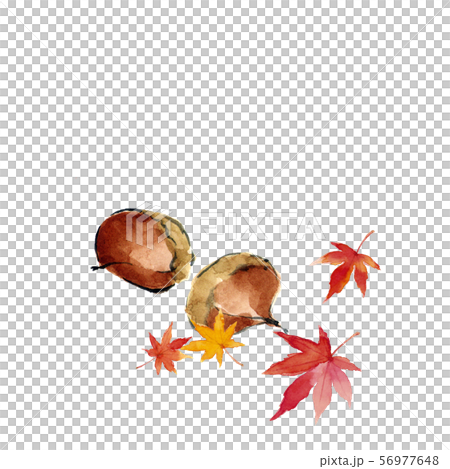 栗ともみじの葉 秋 紅葉【水彩】 56977648