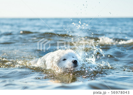 White dog Samoyed swims in the water on the Baltic Sea White dog Samoyed swims in the water on the Baltic Sea 56978043
