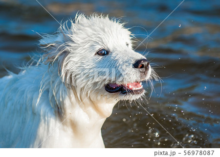 White dog Samoyed walks on the shore of the Baltic Sea 56978087