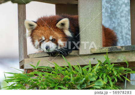 レッサーパンダ 56978283