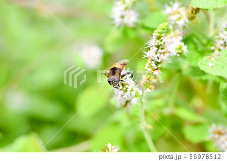 オオハナアブ 56978512