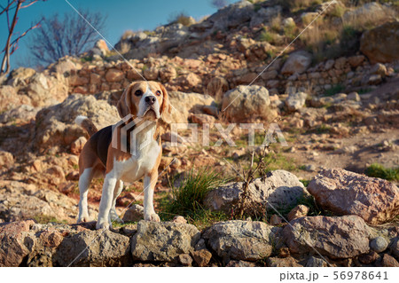Portrait of beagle during beautiful warm summer 56978641