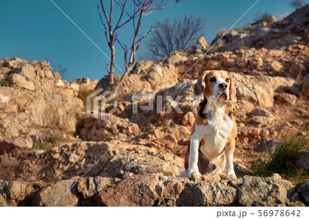 Portrait of beagle during beautiful warm summer Portrait of beagle during beautiful warm summer 56978642