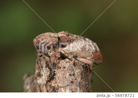 生き物 昆虫 ワモンサビカミキリ 枯れ枝に完全に一体化しています 見事な保護色の写真素材