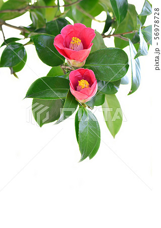 ヤブツバキ 56978728