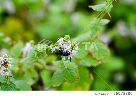 キオビツチバチ 56978880