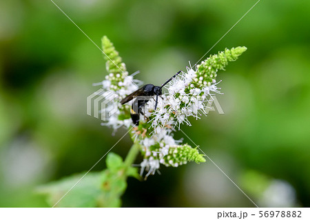 キオビツチバチ 56978882