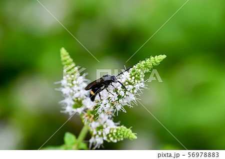 キオビツチバチ 56978883