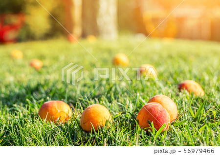Ripe tasty sweet juicy fallen apricots lying in Ripe tasty sweet juicy fallen apricots lying in 56979466
