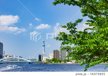 新緑の木立と東京ウォータフロントの風景 新緑の木立と東京ウォータフロントの風景 56979895