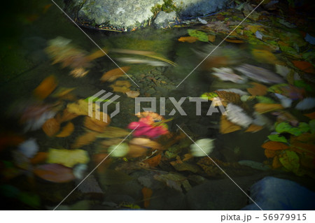 回る紅葉 56979915